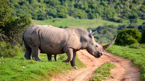 Start your week off the RHINO way! Come see the BEAUTIFUL .